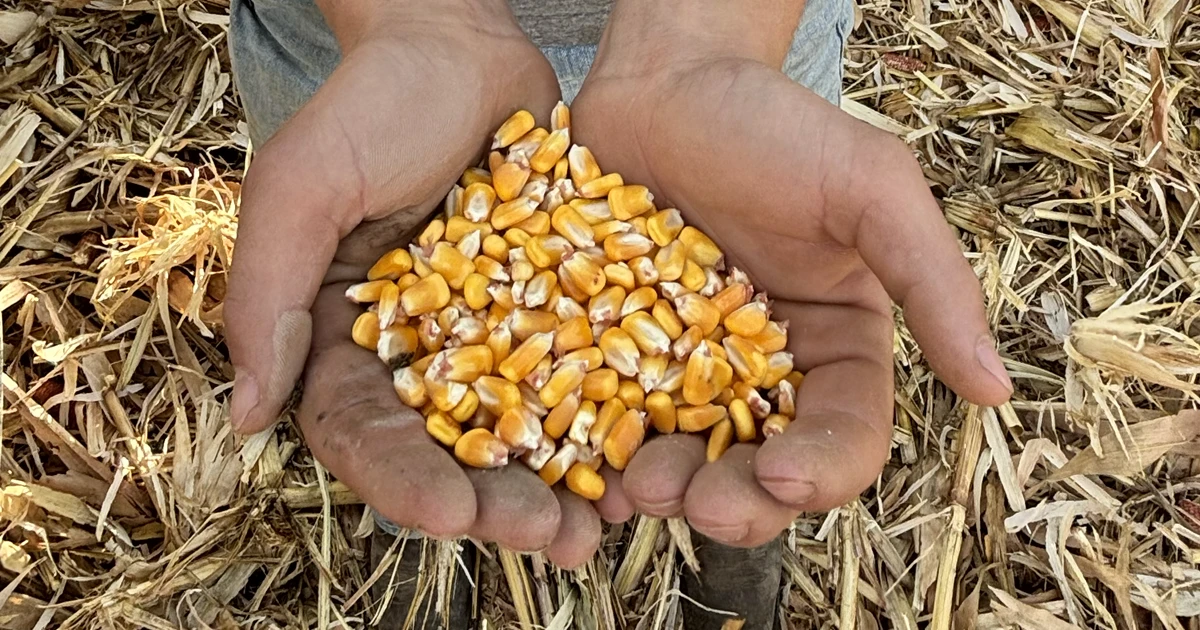 man holding corn kernals